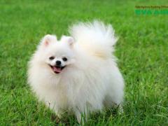 Thủ tục xuất cảnh chó mèo đi máy bay EVA Air cần những gì?